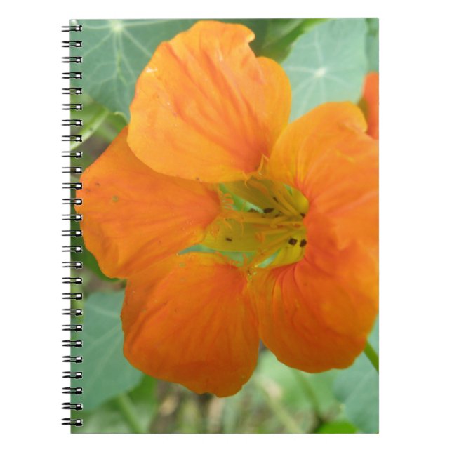 Pretty Orange Nasturtium Flower Notebook (Front)
