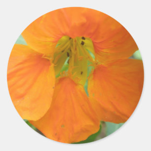 Pretty Orange Nasturtium Flower Stickers