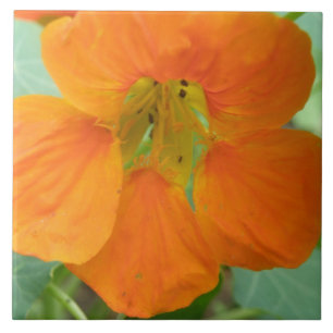 Pretty Orange Nasturtium Flower Tile