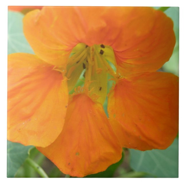 Pretty Orange Nasturtium Flower Tile (Front)