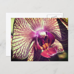 Pretty Orchid Flower Personalized Postcard