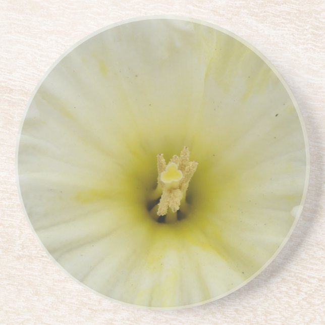 Pretty Pale Daffodil Coasters (Front)