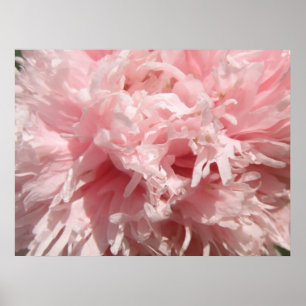 Pretty Pale Pink Poppy Print