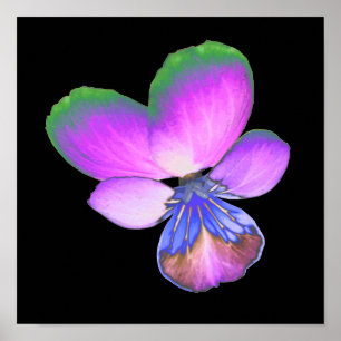 Pretty Pansy Print