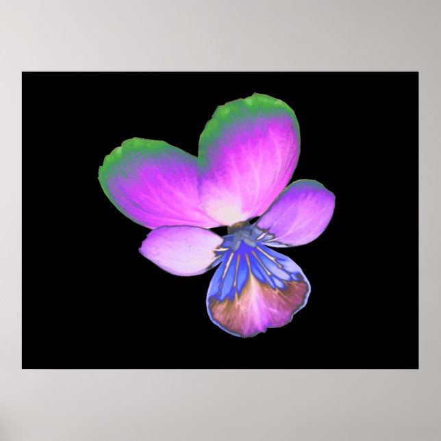 Pretty Pansy Print (Front)