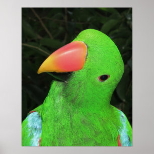 Pretty Parrot Poster