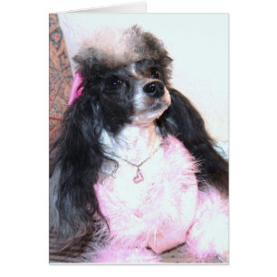 Pretty Parti Poodle "Bretagne"