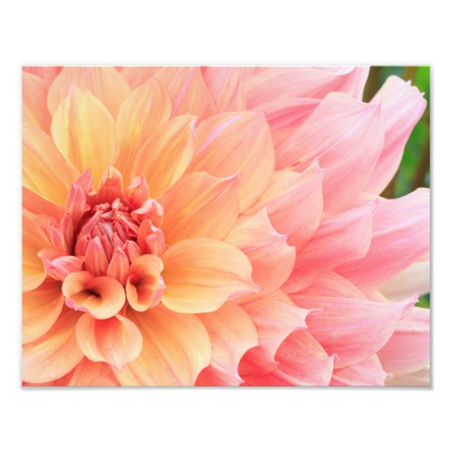 Pretty Pastel Pink and Yellow Dinnerplate Dahlia Photo Print (Front)