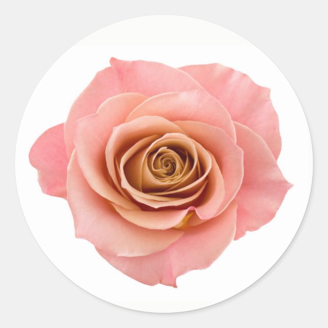 Pretty Peach Pink Photographic Rose Flower Classic Round Sticker (Front)