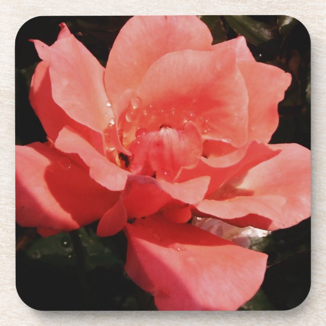 Pretty Peach Pink Rose floral Coaster (Front)
