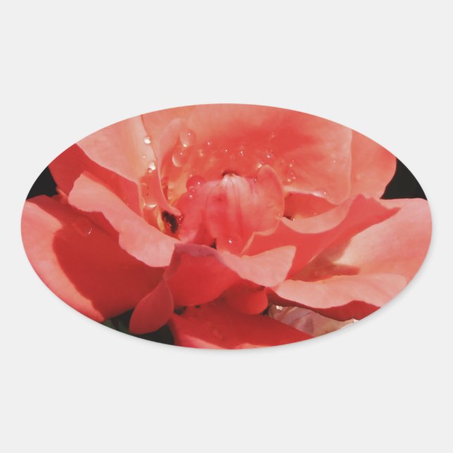 Pretty Peach Pink Rose floral Oval Sticker (Front)
