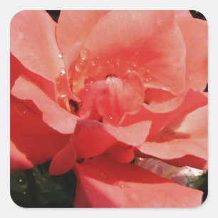 Pretty Peach Pink Rose floral Square Sticker