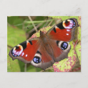 Pretty Peacock Butterfly Postcard