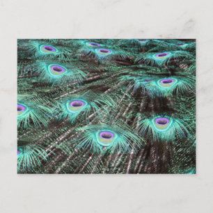 Pretty Peacock Feathers Photo Postcard
