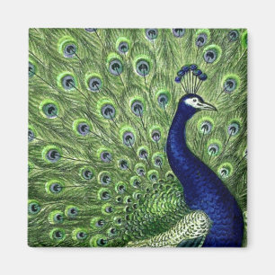 Pretty Peacock Magnet