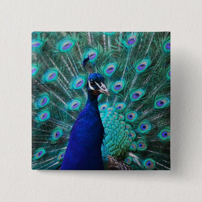 Pretty Peacock Pin (Front)