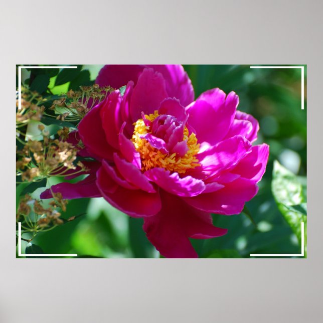 Pretty Peony Poster (Front)