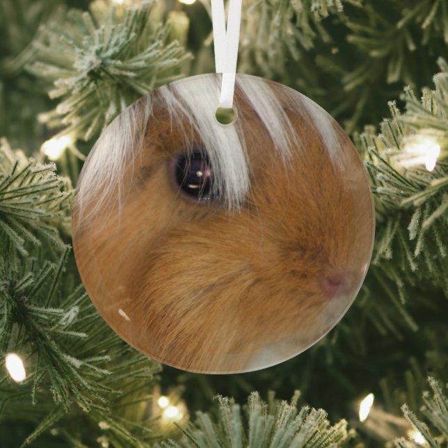 Pretty, Peruvian, Buff and White Guinea Pig Face Glass Ornament (Insitu)