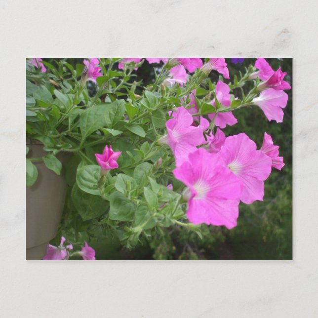Pretty Petunias Postcard (Front)