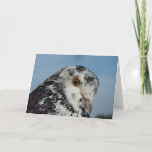 Pretty Pigeon Card
