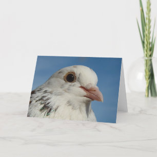 Pretty Pigeon Card