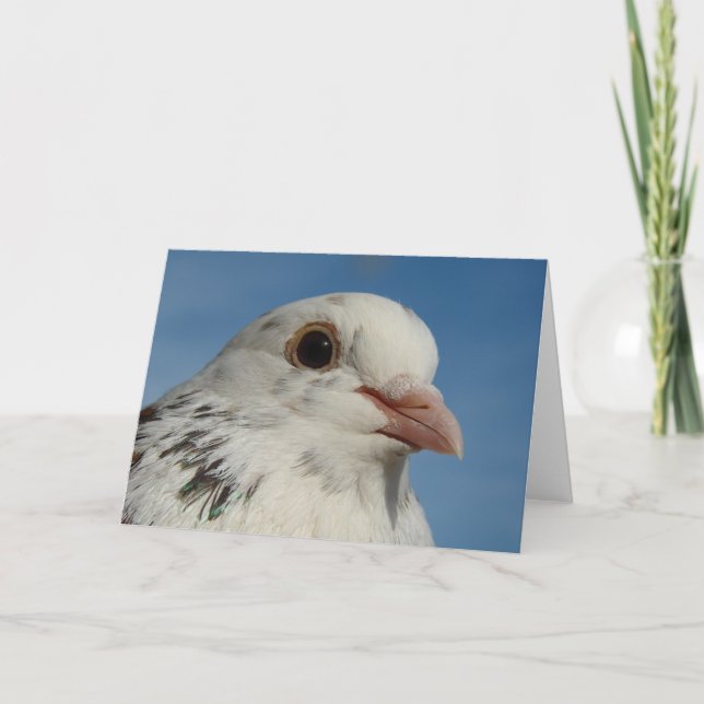 Pretty Pigeon Card (Front)