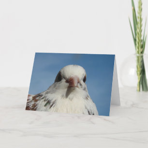 Pretty Pigeon Card