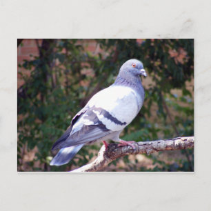 Pretty Pigeon Postcard