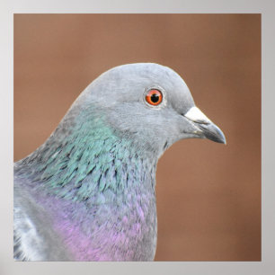Pretty Pigeon Poster