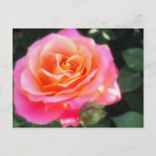 Pretty Pink and Orange Rose Macro Photo Postcard