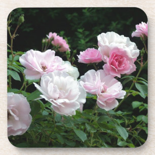 pretty pink and white rose flower bushes. Floral, Coaster