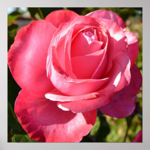 Pretty Pink Autumn Rose Poster