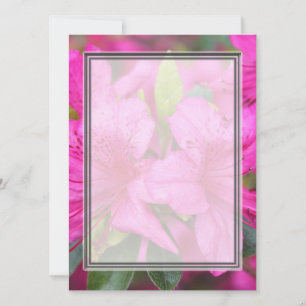 pretty pink azalea flowers
