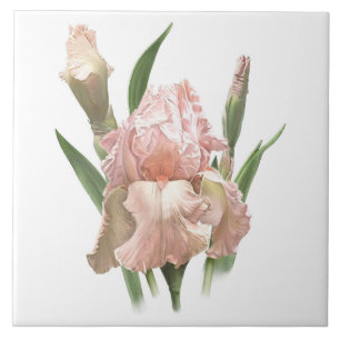 Pretty Pink Bearded Iris Flower Botanical Art Tile