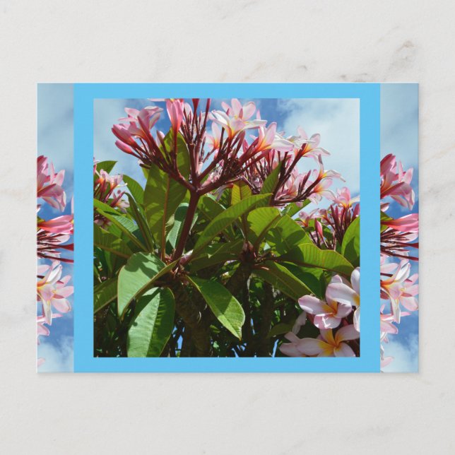 Pretty Pink Blooming Frangipani Tree, Postacard Postcard (Front)
