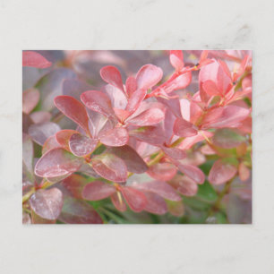 Pretty Pink Branches Postcard