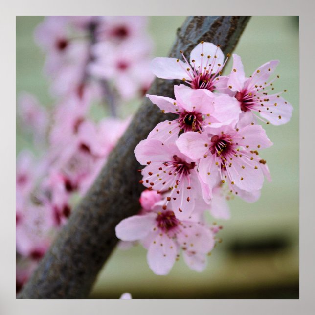 Pretty Pink Cherry Blossom Flowers Poster (Front)