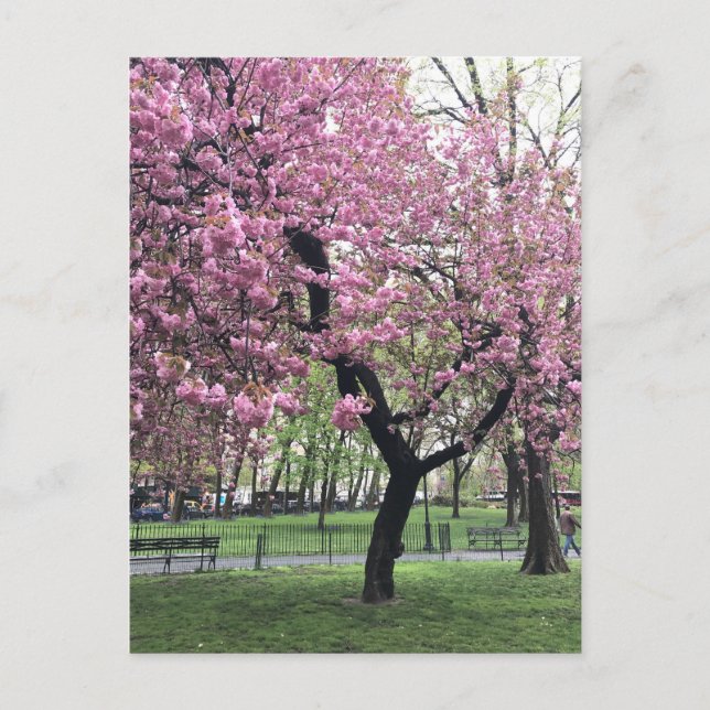 Pretty Pink Cherry Blossom Tree NYC New York City Postcard (Front)