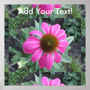 Pretty Pink Coneflower Poster