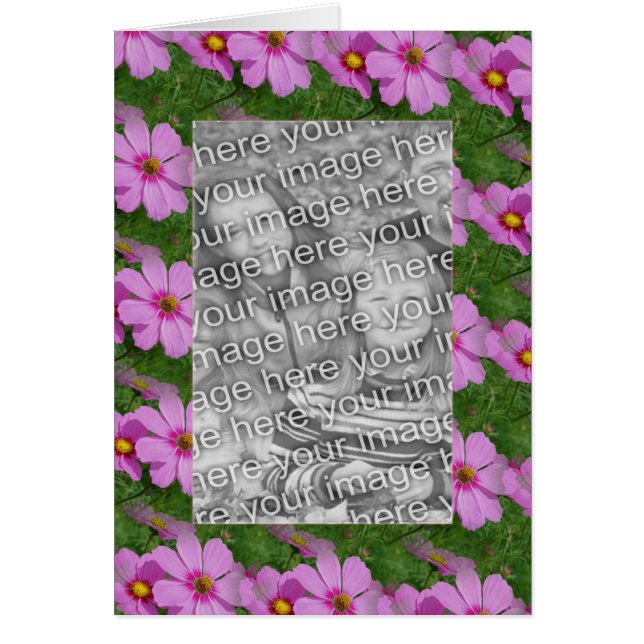 Pretty Pink Cosmos Flower Design Photo (Front)