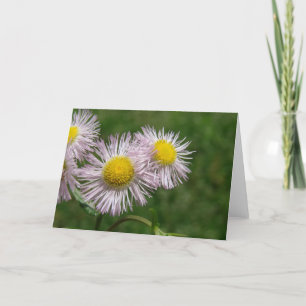 Pretty Pink Daisy-Like Flowers Card