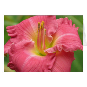 Pretty Pink - Daylily