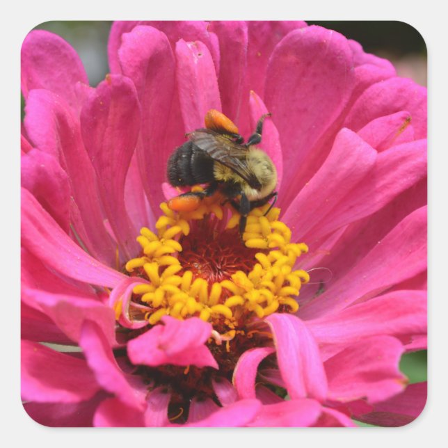 Pretty pink floral Pink Zinnia Bumble bee Square Sticker (Front)