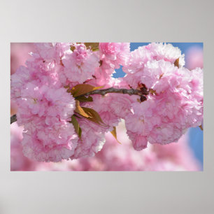 Pretty Pink Flowering Tree Poster