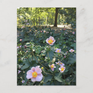 Pretty Pink Flowers Central Park NYC Spring Photo Postcard