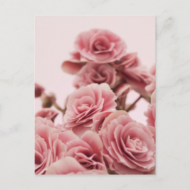 Pretty Pink flowers Postcard (Front)