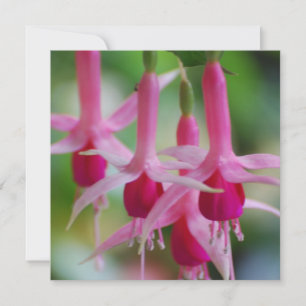 Pretty Pink Fuchsia Flowers