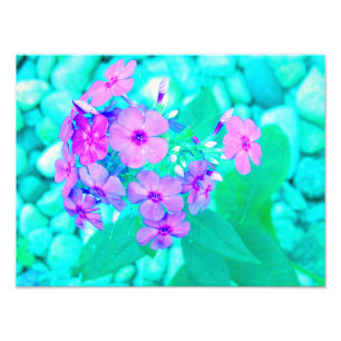 Pretty Pink Garden Phlox Flower on Aquamarine Photo Print