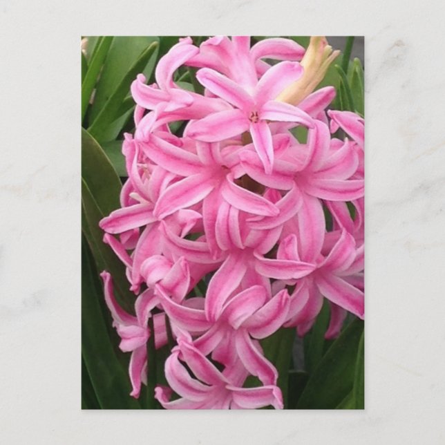Pretty Pink Hyacinth Flowers Postcards (Front)