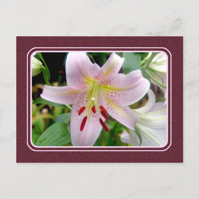 Pretty Pink Lily Flower Postcard (Front)